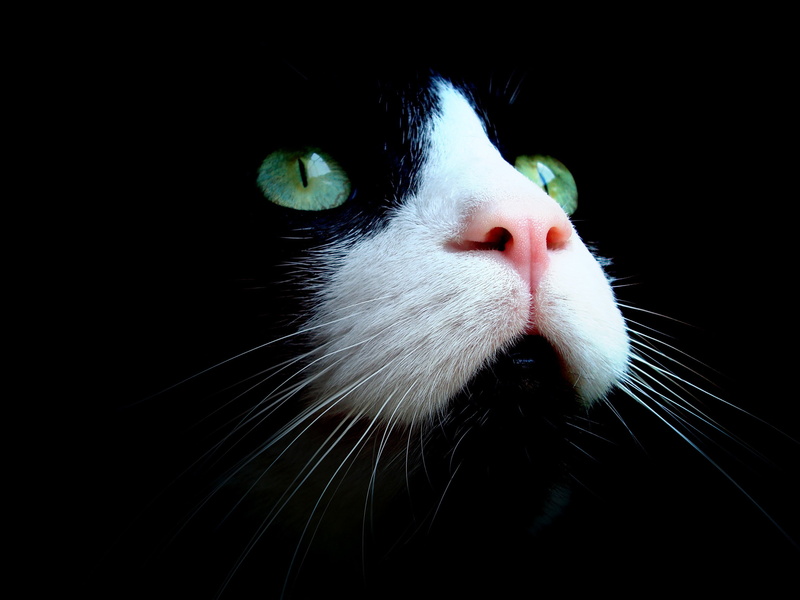 2K, animal body part, mammal, cat, animal head, white, studio shot, snout, indoors, one animal, pets, whisker, black, close-up, animal themes, domestic cat