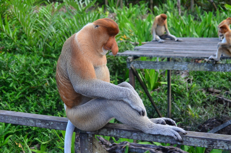 macaque, tropical Rainforest, wood - material, 4K, domestic, proboscis monkey, animal wildlife, pallet, primates, primate, zoo, animals In The Wild, mammal