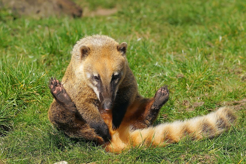 2K, mammal, nasua nasua, one animal, vertebrate, animals hunting, animal, hunting, animal wildlife, proboscis bear, animal world, no people, outdoors