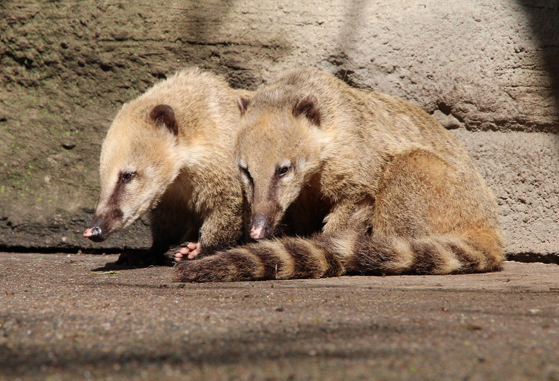 bear, animal world, coati, small bear, animal wildlife, outdoors, group of animals, relaxation, mammal, animal, nature, land, animals in the wild, no people