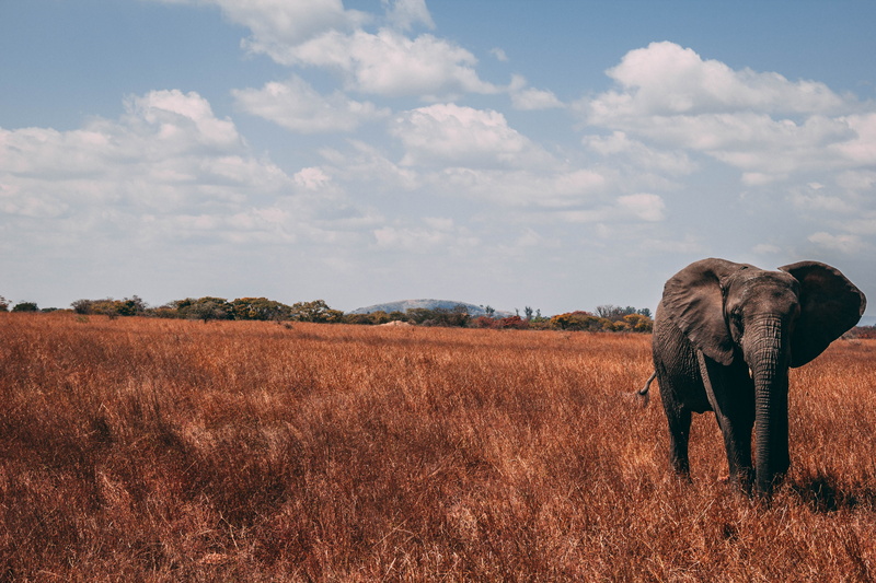 vertebrate, environment, one animal, african elephant, plant, cloud - sky, 5K, outdoors, tree, no people, land, animal themes, grass, walk, mammal, field