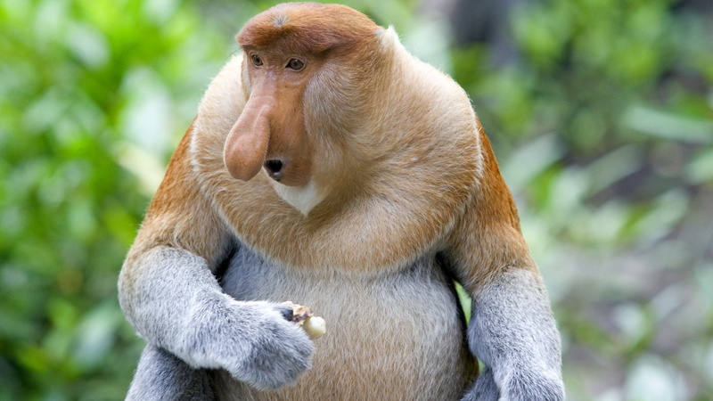 720P, Monkeys, Proboscis Monkey
