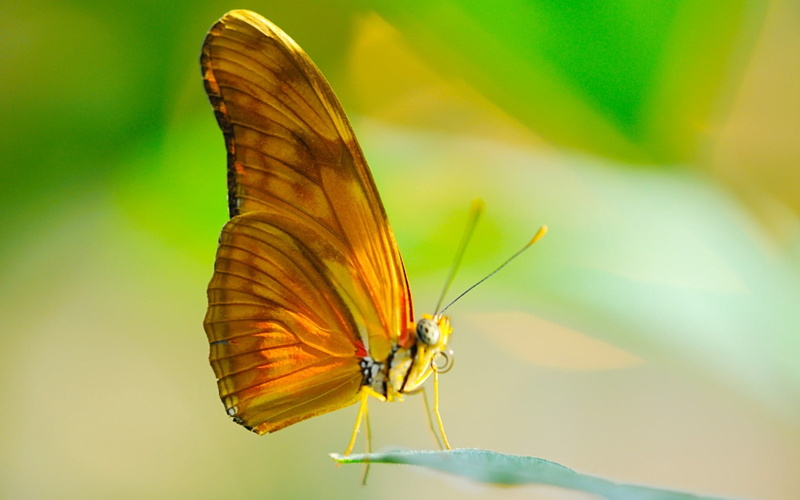 plant part, animal themes, close-up, animal Wing, wildlife, one animal, plant, day, summer, beauty In Nature, butterfly - Insect, 720P, animal wildlife
