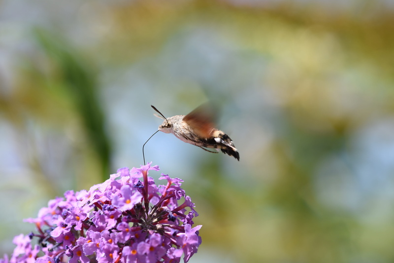flying, no people, butterfly - insect, freshness, one animal, animal wing, close-up, animals in the wild, vulnerability, growth, fragility, focus on foreground