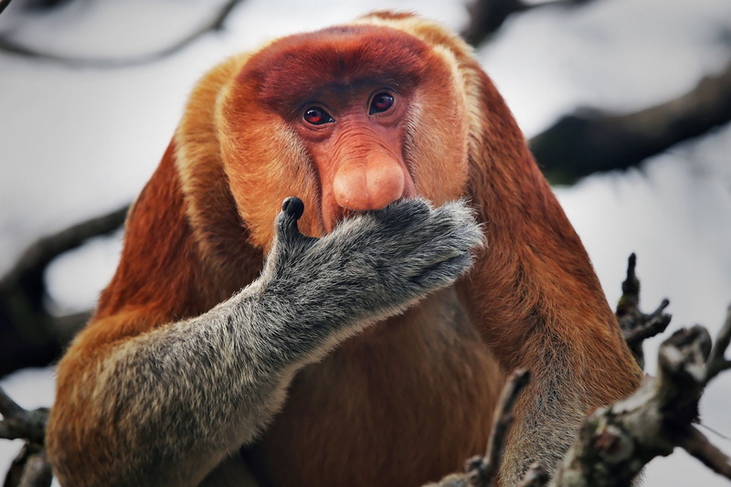 Proboscis Monkey, Monkeys, 1080P