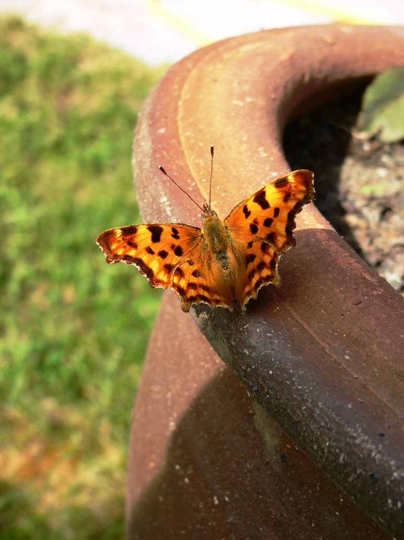 day, painted lady, butterfly, nature, beauty in nature, plant, animal markings, antenna, insect, animal wing, nymphalidae, outdoors, butterfly - insect