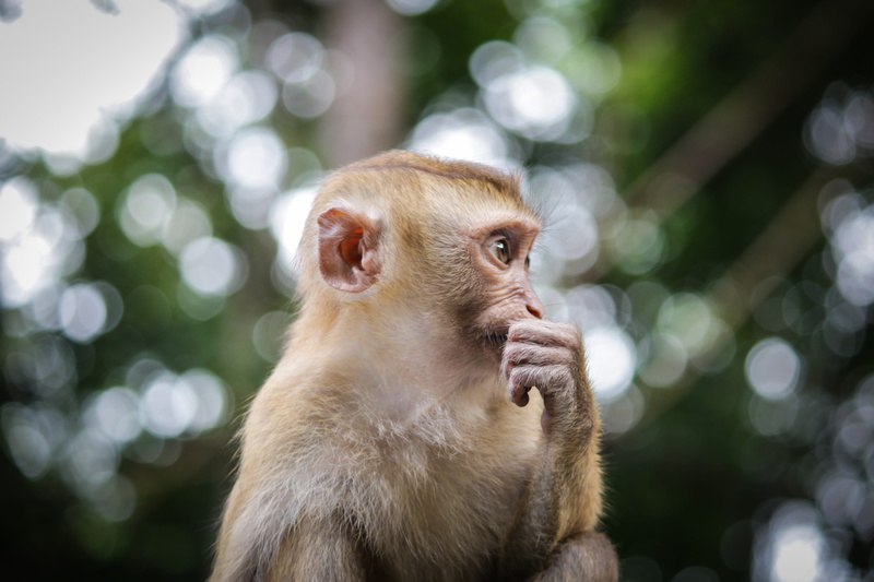 looking away, monkey, animal, capuchin, looking, focus on foreground, no people, day, sitting, outdoors, vertebrate, mammal, wildlife, 5K, tree, animal family