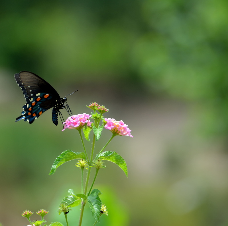meadow, freshness, buttery, flower head, natural, animal wildlife, animals in the wild, one animal, leaves, petal, wings, vulnerability, animal, papilio