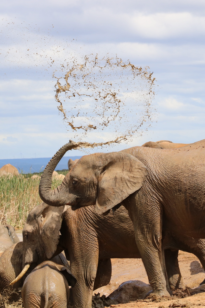 domestic animals, addo national park, two animals, day, south africa, group of animals, animals in the wild, sky, no people, herd of elephants, animal