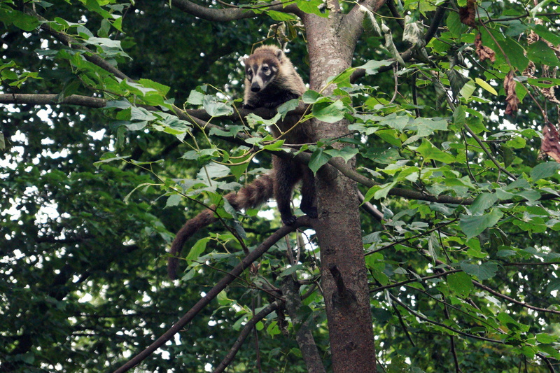 tree, green color, climber, animals in the wild, aesthetic, plant, coati, tail, day, 5K, mammal, outdoors, branch, small bear, animal wildlife, one animal