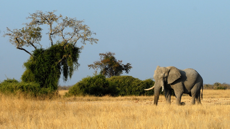 animal family, safari, africa, no people, landscape, outdoors, tree, large, animals, kenya, savannah, environment, animal wildlife, wildlife, african Elephant