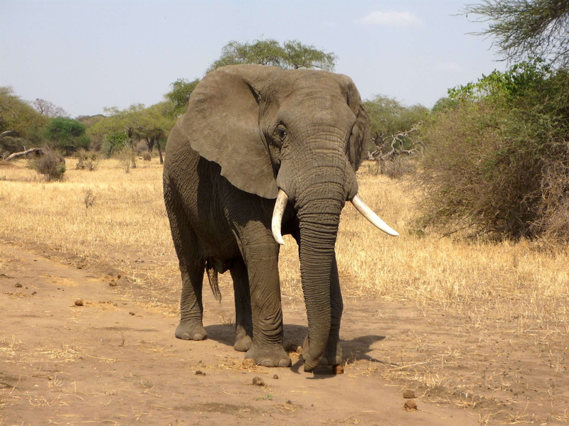 2K, one animal, day, royalty, animal, dust, animal wildlife, africa, savannah, tusk, african bush elephant, animal body part, elephant, nature, tree, no people