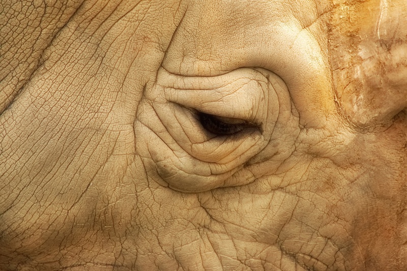 wild animal, leather, textured, head, wrinkled, herbivorous, big game, animals in the wild, creature, animal eye, wildlife photography, wildlife, animal portrait