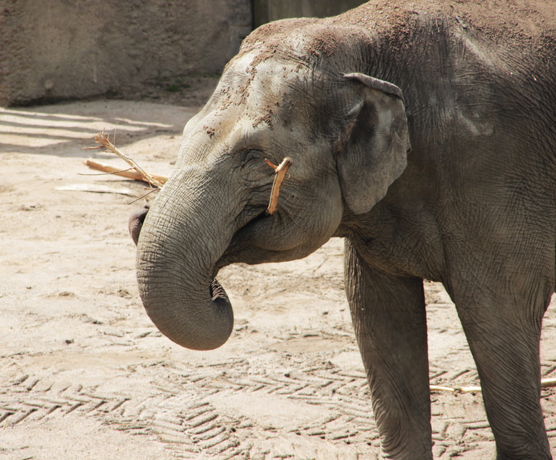 field, vertebrate, nature, animal body part, animals in the wild, outdoors, land, pachyderm, no people, day, happy, african bush elephant, 4K, animal