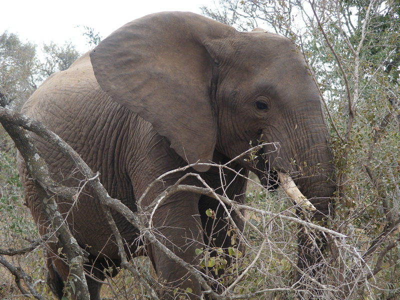 forest, animal body part, vertebrate, african bush elephant, wildlife park, elephant, africa, one animal, safari Animals, animal trunk, outdoors, animals In The Wild