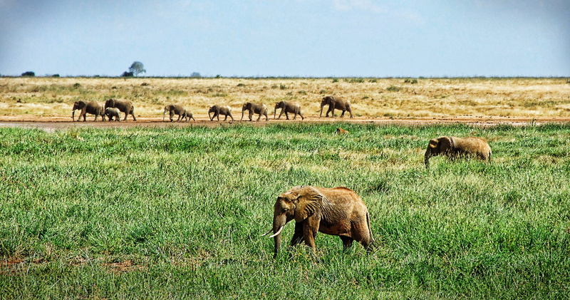 africa, vertebrate, animal themes, no people, grazing, wildlife, plain, grass, mammal, safari, environment, animal family, nature, herd, safari Animals