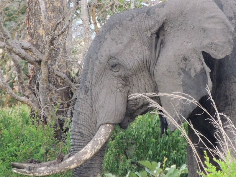 day, african bush elephant, animal themes, herbivorous, animal, vertebrate, dirty elephant, plant, elephant head, animal body part, animal trunk, no people