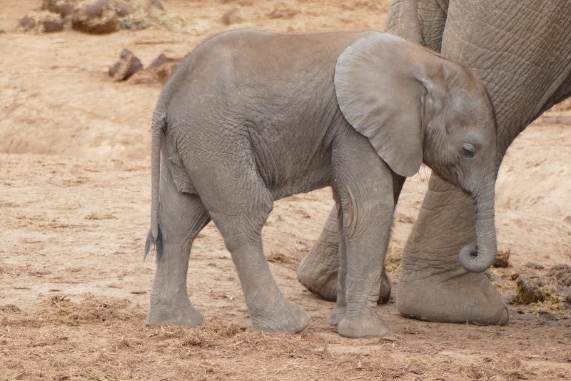 vertebrate, baby, elephant calf, south africa, land, young animal, elephant, side view, african bush elephant, animal themes, baby elephant, animal, african elephant