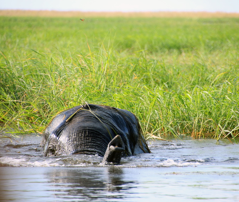 national park, beauty in nature, south africa, safari, animal, animal world, water, grass, plant, wilderness, animal body part, vertebrate, animals in the wild