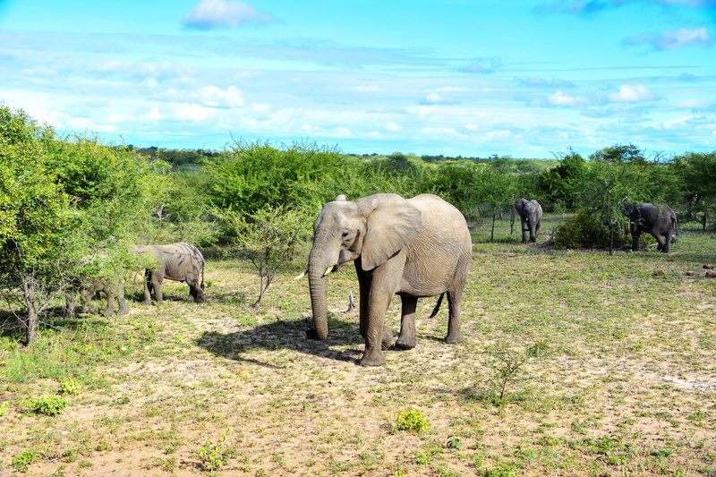 animal themes, animal portrait, no people, plant, vertebrate, sky, african bush elephant, beauty in nature, tree, pachyderm, national park, elephant boy