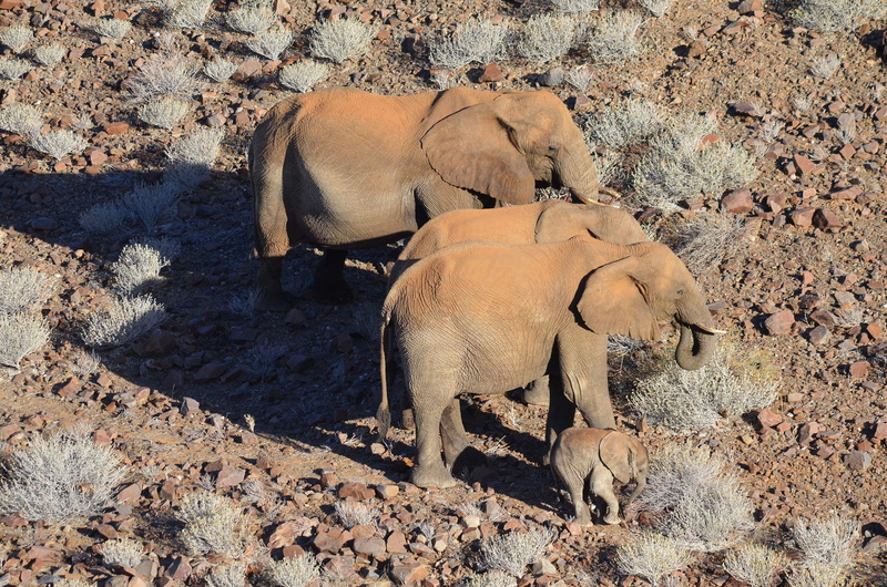 animals in the wild, animal wildlife, elephants, mammal, safari animals, animal, wild elephants, Elephant, day, rock, land, brown, sunlight, african elephant