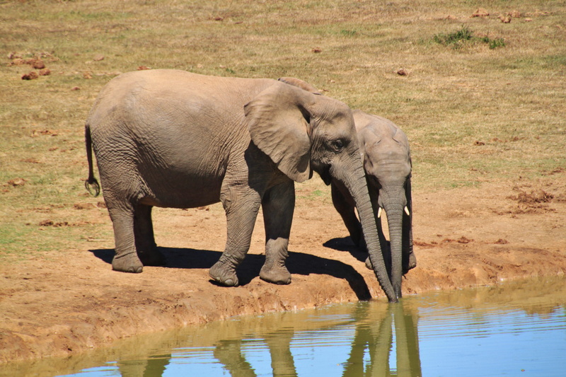 proboscidea, Animals, nature conservation, herbivorous, animal, mammal, addo, animal themes, group of animals, two animals, pachyderm, national park, tusk