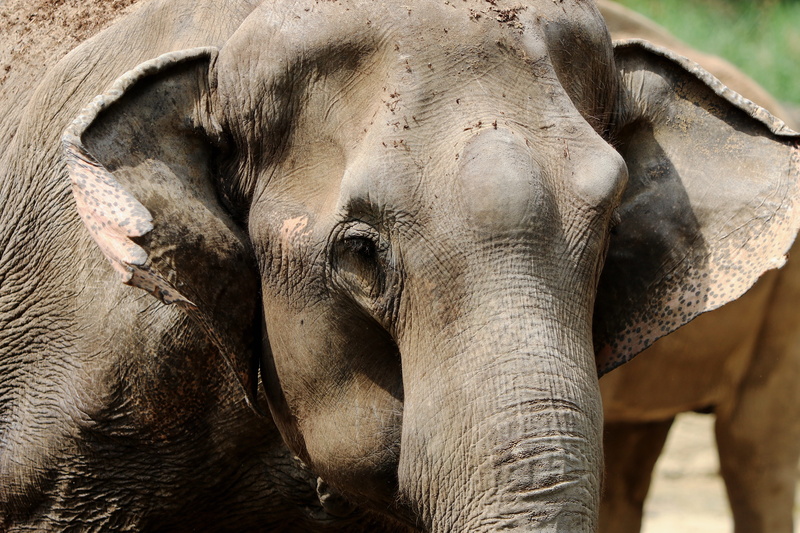 mammal, animal Trunk, no people, elephant, outdoors, day, animals And Pets, animal skin, wildlife, animal family, indian Elephant, animal, proboscis, animal wildlife