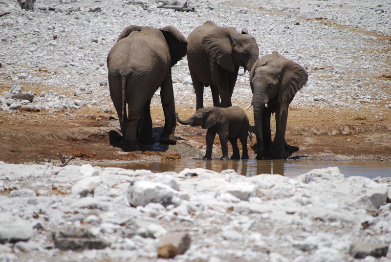 animal themes, animals in the wild, family, outdoors, group of animals, gray, mammal, river, elephant, baby elephant, young animal, nature, water hole