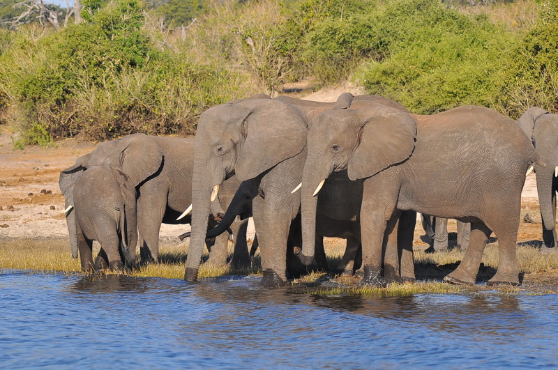 african elephant, drink, 1080P, drinking, tusks, safari, south-africa, big, bush, ivory, travel, herd, herbivore, animal, animal trunk, mammal, africa