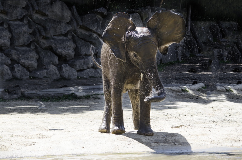 herbivorous, funny, standing, zoo, animals in captivity, one animal, sunlight, animal wildlife, shadow, solid, no people, stone wall, animal trunk, zoology