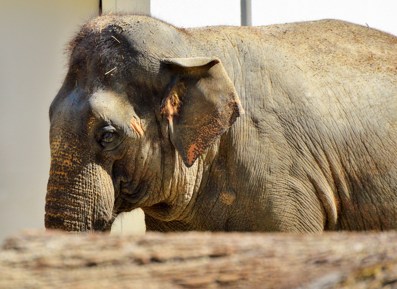 tierpark hellabrunn, asian elephant, one animal, animal themes, african bush elephant, animal wildlife, no people, animals in the wild, 4K, pachyderm