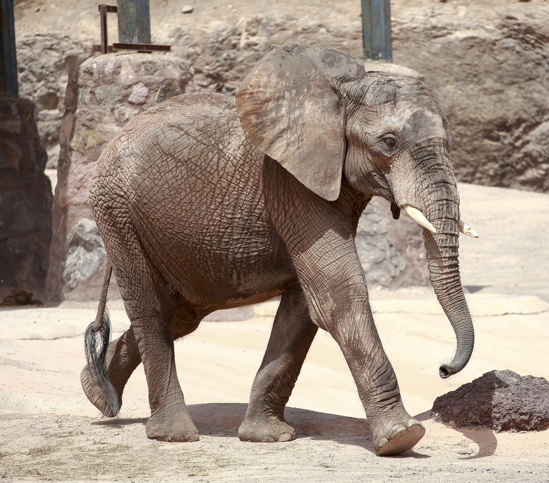 animal, safari, proboscis, herbivorous, pachyderm, animal wildlife, wildlife photography, nature, animal themes, one animal, sunlight, zoo, animal trunk