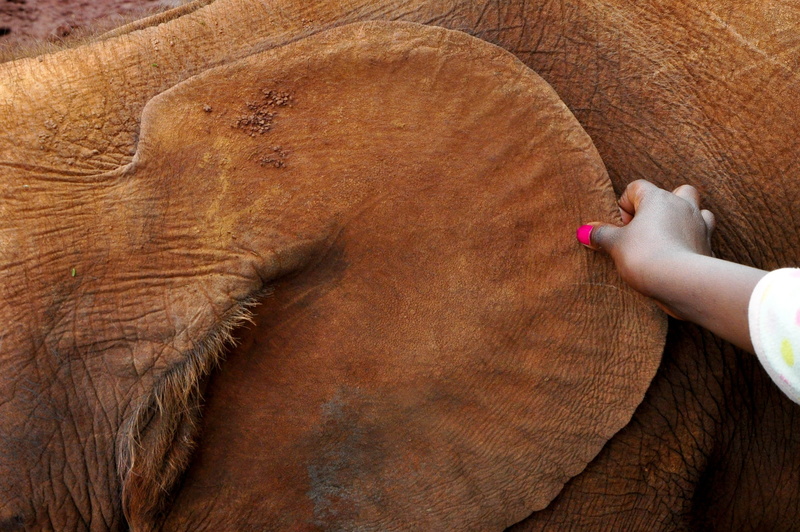 human body part, nature, animal body part, human hand, young elephant, close, close-up, nail, real people, africa, ear, brown, pets, finger, domestic animals