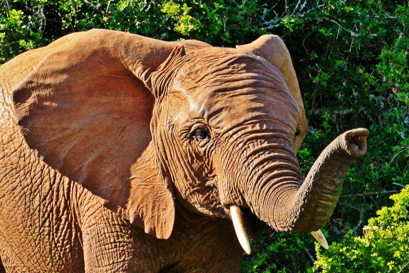 day, safari, tree, sunlight, elephant, close, pachyderm, land, no people, africa, frown wrinkles, herbivorous, mammal, animal, plant, nature, animal world