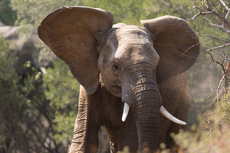 trunk, animal trunk, black, animal, animals in the wild, savanna, animal themes, no people, animal head, tree, african elephant, african, mammal, animal wildlife