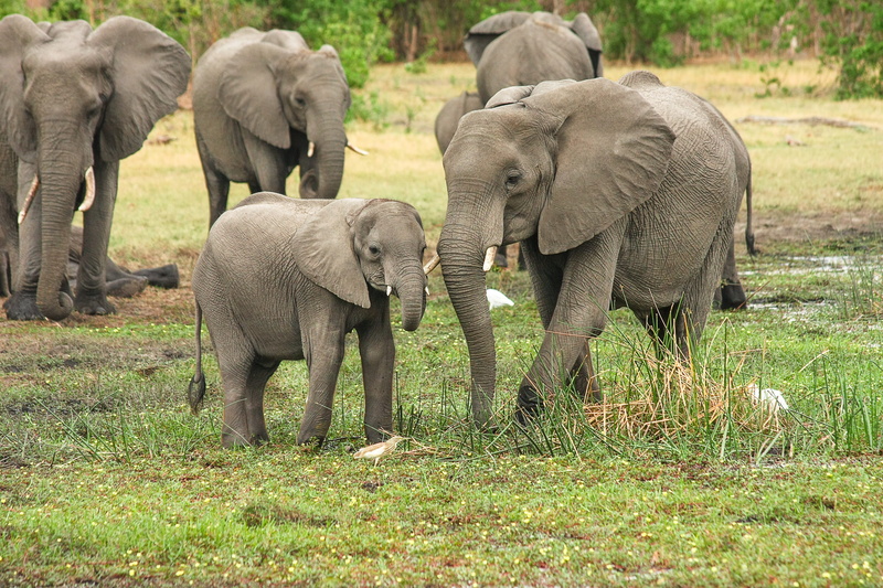 group of animals, proboscis, green, animal wildlife, land, animal, plant, herbivorous, herd of elephants, proboscidea, 4K, south africa, outdoors, botswana