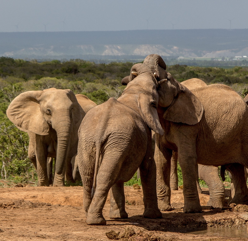 sunlight, animal family, ivory, mammal, african elephant, safari, travel, outdoors, herd, herbivorous, animals in the wild, strong, sky, animal body part