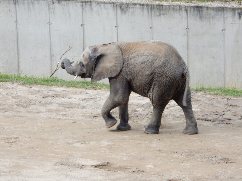 baby elephant, animals in the wild, concrete, full length, animal trunk, day, vertebrate, animals in captivity, animal themes, one animal, mammals, no people