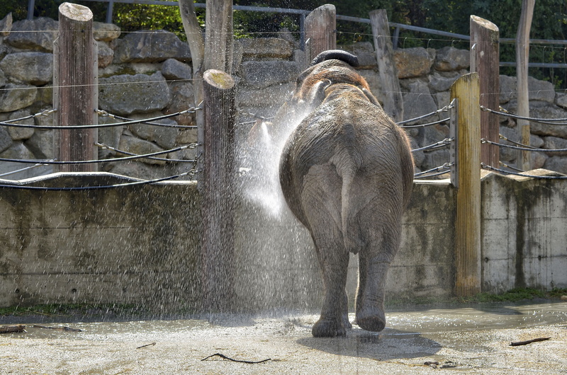 animal portrait, day, animal wildlife, proboscis, eleven, domestic animals, standing, barrier, rear view, large, zoo, zoology, elephant, animals in captivity