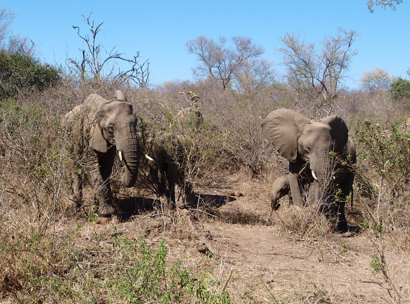 vertebrate, plant, animal world, herbivorous, dom, Africa, ivory, south africa, drought, mammal, savannah, african Elephant, environment, day, national Park