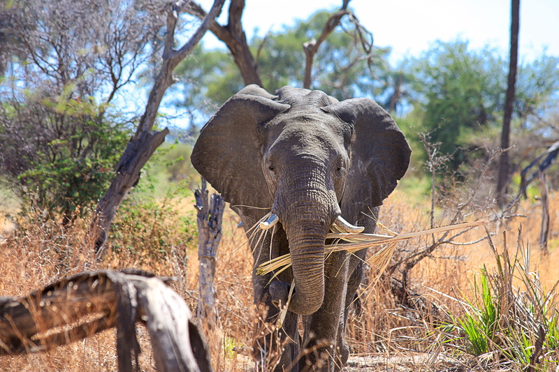 okavanga delta, tree, indian elephant, animal, animal wildlife, no people, cub, one animal, tusk, wildlife photography, proboscidea, mammal, plant, baby elephant
