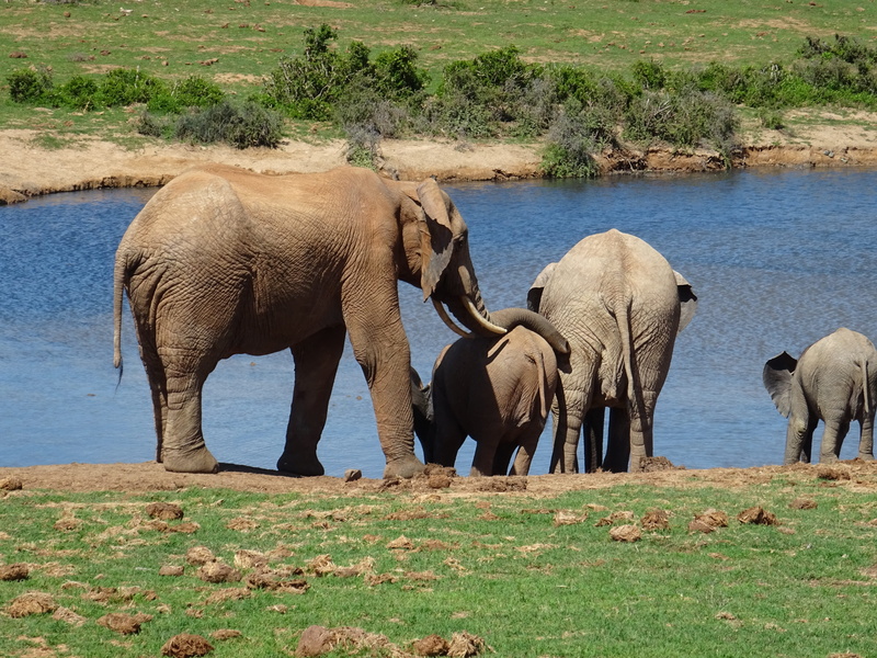animal trunk, outdoors, park, pachyderm, vertebrate, grass, african bush elephant, herbivorous, animal themes, nature, wild, animals in the wild, addo national park