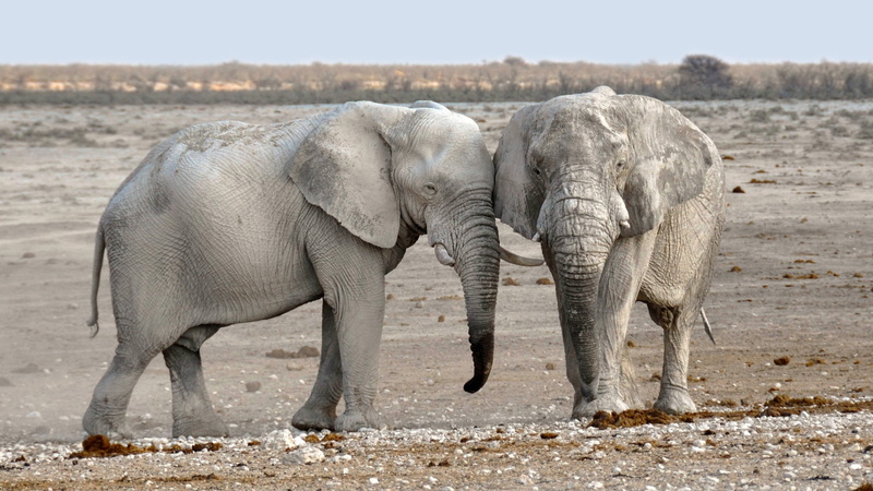 animal family, sand, young animal, safari, two, dry, drinking, africa, outdoors, herd, national park, white, african bush elephant, heiss, clouds, elephants