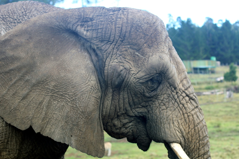 live, animal head, focus on foreground, proboscis, close, animal portrait, nature, ears, grauhaeuter, animal trunk, african bush elephant, pachyderm, wilderness