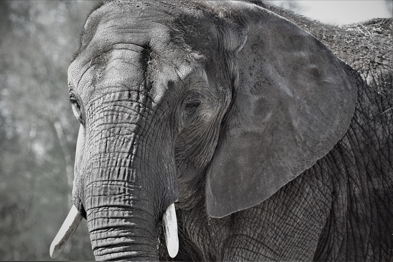 animal, eye, close, asian elephant, elephant, animals in the wild, wilderness, animal trunk, african elephant, no people, animal body part, 4K, tree, south africa