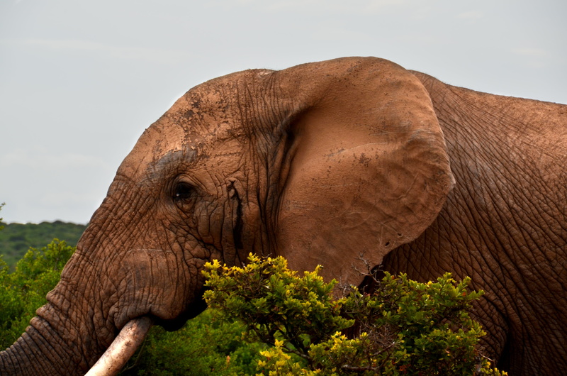 animal body part, elephant, african Elephant, animal head, tree, africa, outdoors, animals In The Wild, safari Animals, one animal, rut, animal themes