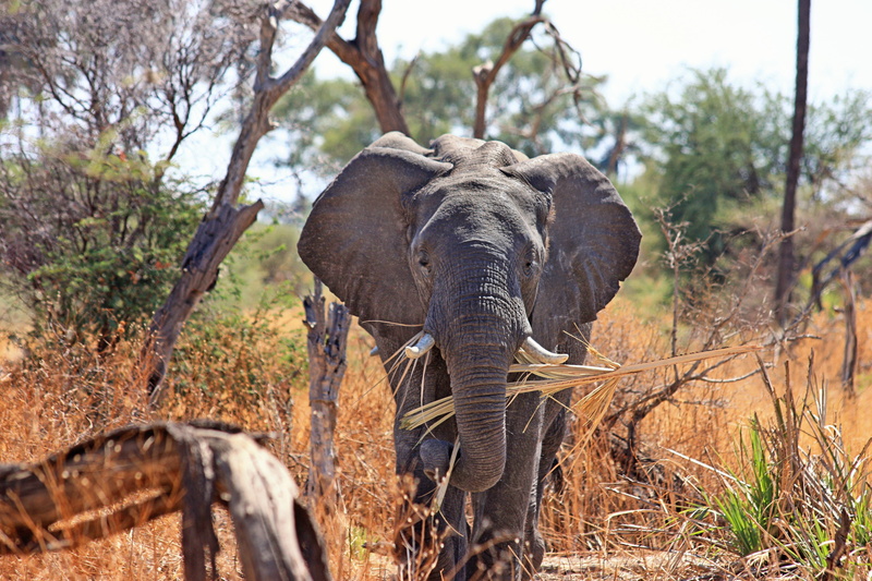 safari animals, south africa, animal trunk, big five, mammal, 4K, vertebrate, animal wildlife, travel, outdoors, animal body part, nature, safari, travel destinations