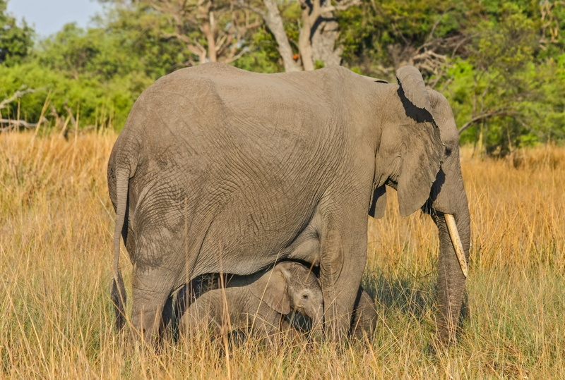 day, grass, side view, animal family, animal themes, outdoors, rhinoceros, elephant, african elephant, african bush elephant, no people, one animal, nature