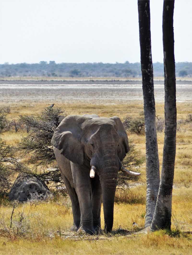 elephant, environment, outdoors, mammal, grey, beside, landscape, tree, land, no people, day, elephant skin, animal family, african elephant, national park