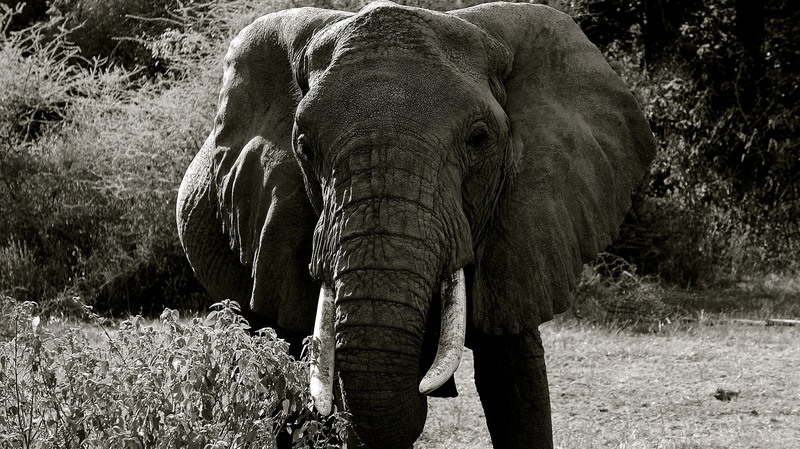 animals in the wild, elephant, african elephant, vertebrate, tanzania, manyara national park, national park, forest, no people, photo, 4K, pachyderm, animal